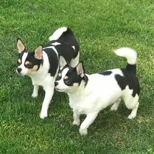 Meet your Posher, Rose